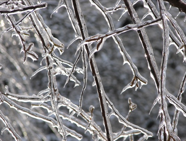 枝が凍る